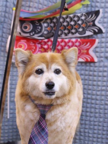 20230526ボニーちゃん